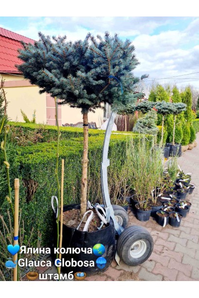 Ель колючая Глаука Глобоза штамбовая форма